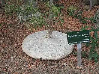 Raphionacme velutina (син. Raphionacme burkei)