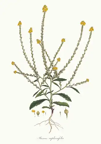 Репник морщинистый (Rapistrum rugosum)