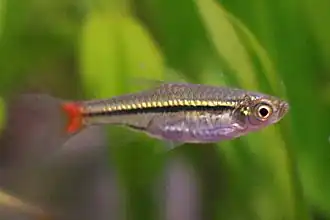 Борапетенская расбора (Rasbora borapetensis)