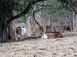 Коровы в районе Чартерс-Тауэрс