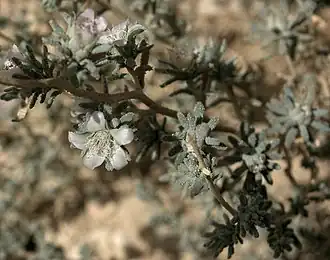 Реомюрия волосистенькая