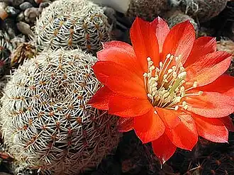 Цветущий Rebutia albopectinata