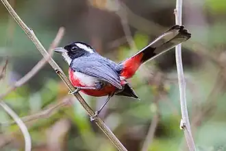 Красногрудая гранателла (Granatellus venustus)