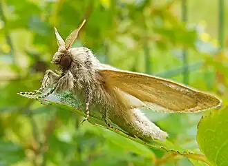 Сверлило камышовое