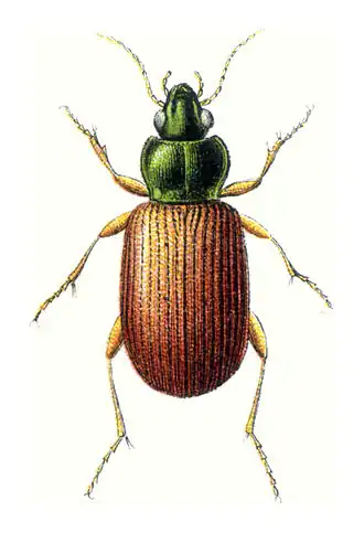 Pogonus luridipennis