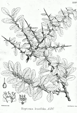 Reptonia buxifolia (согласно современной классификации — Sideroxylon mascatense