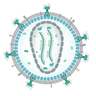 Вирион представителя семейства Retroviridae