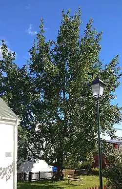 Интродуцированный Populus angustifolia в Исландии