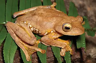 Борнеоская летающая лягушка