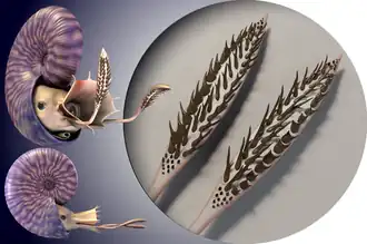 Rhaeboceras halli (реконструкция; крючья на щупальцах подтверждены только у представителей семейства Scaphitidae)