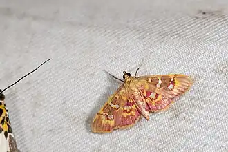 Rhectothyris gratiosalis