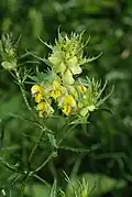 Rhinanthus glacialis