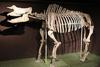 Скелет Rhinotitan mongoliensis