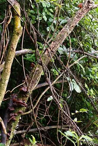 Rhipogonum scandens