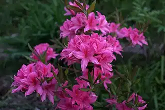 Rhododendron 'Rosy Lights'. Частный сад, Россия, Владимирская область