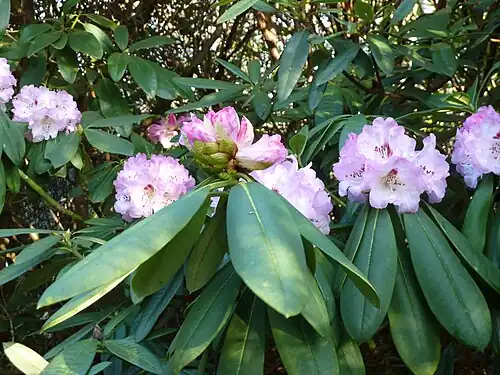 Рододендрон сычуаньский (Rhododendron sutchuenense)