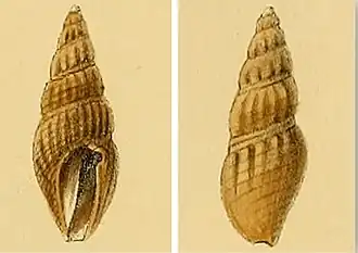 Раковина Rhodopetoma erosa