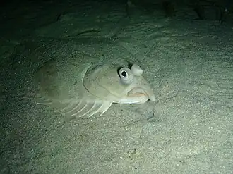 Зеленобокая ромбосолея (Rhombosolea tapirina)