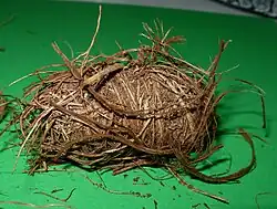 Кокон внутри которого располагается куколка