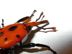 Самец. Заметны характерные волоски на головотрубке.