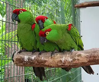 Rhynchopsitta pachyrhyncha