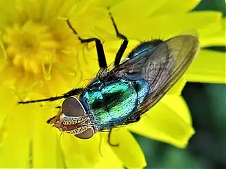 Rhyncomya cyanescens