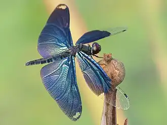 Rhyothemis fuliginosa
