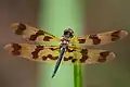 Rhyothemis graphiptera