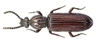 Ризодида Rhysodes sulcatus