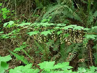 Цветущая Смородина озёрная