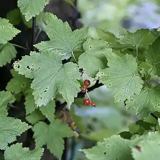 Смородина широколистная в окрестностях Южно-Сахалинска