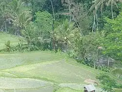 Рисовая терраса вдоль реки Аюнг около Кадеватана, Гианьяр (2005)