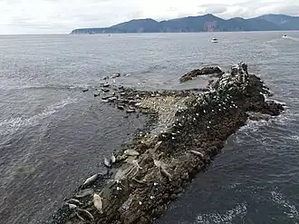 Лежбище нерпы на скалах Бухты ВилючинскаяФото: Татьяна Соловьёва