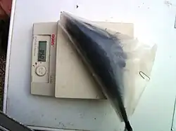 Взвешивание живой птицы (чёрного дрозда), зафиксированной в плотном полиэтиленовом пакете