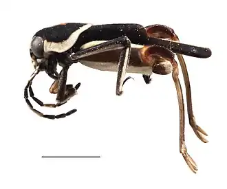 Ripipteryx mopana (Белиз, Центральная Америка)