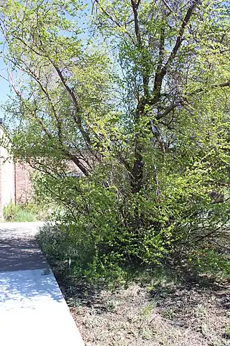 Общий вид растения в национальном памятнике «Лунные Кратеры», Айдахо