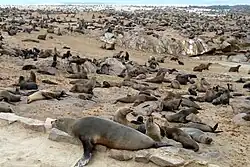 Лежбище капских морских котиков у мыса Кейп-Кросс