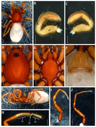 Самка, голотип