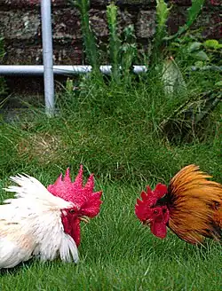 Два петуха во время битвы