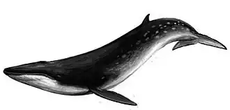 Полосатик Идена