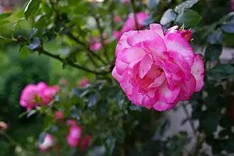 Rosa 'Harlekin'Россия, Владимирская область