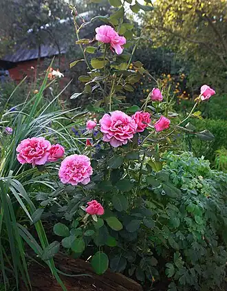 Rosa 'Princess Alexandra' (Россия, Владимирская область).