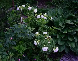 Rosa 'Ritausma'Россия. Владимирская область