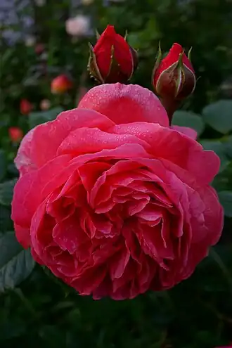 Rosa 'Summer Song'Россия. Владимирская область