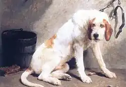 Большой вандейский гриффон