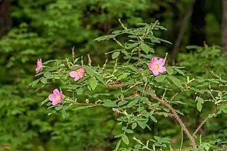 Побег цветущего растения
