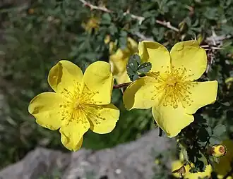 Цветение в мае. Казахстан, Жетысуская обл., нац. парк «Алтын-Эмель», ур. Тайгак, заросли кустарников на дне ущелья у ручья