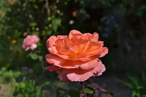 Роза Дуэ-ла-Фонтен