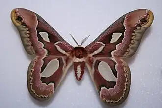 Rothschildia jacobaea