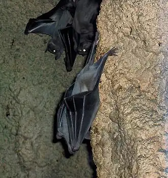Rousettus egyptiacus
